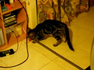 Le mignon petit Chat rapporteur