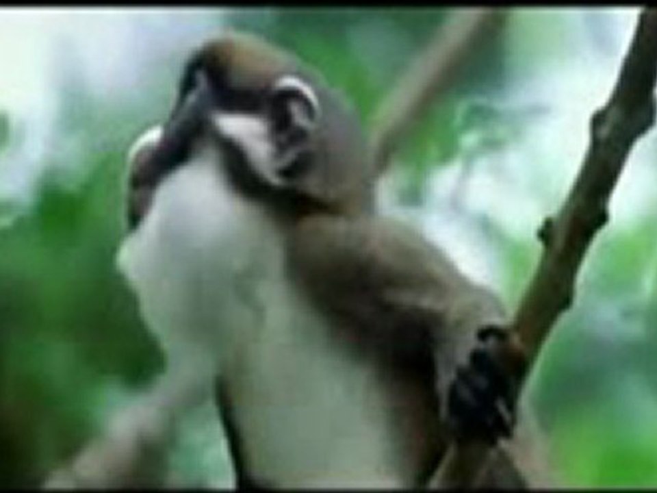 Funny Animals with Punjabi