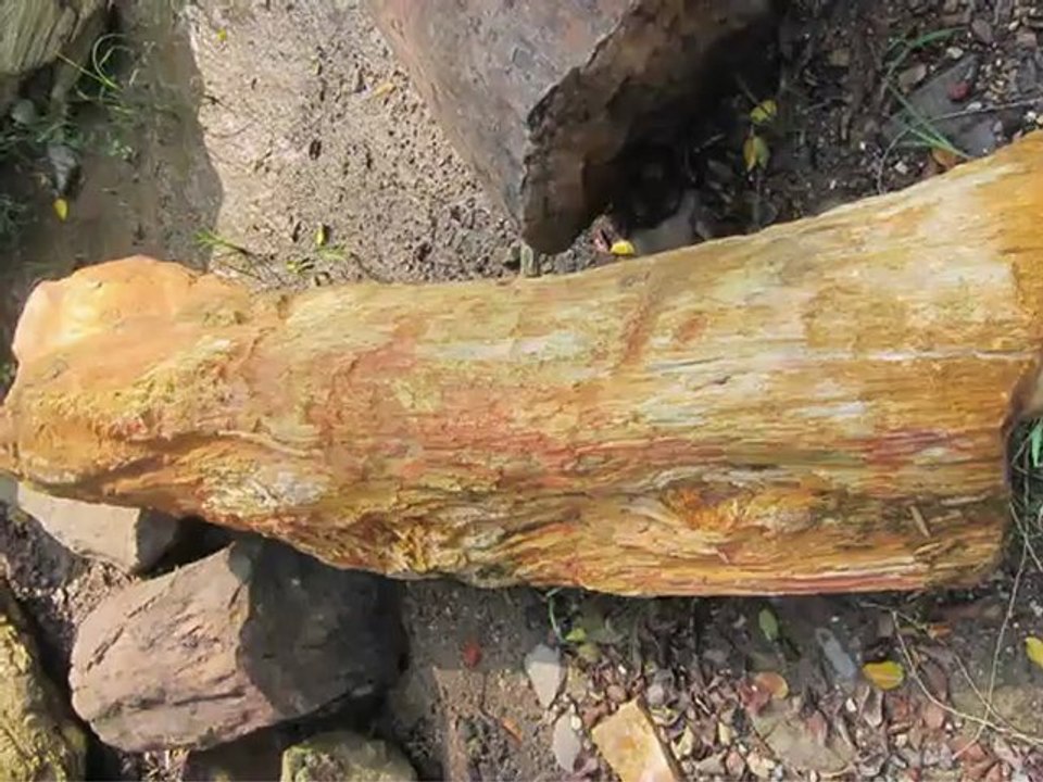 Petrified Rock