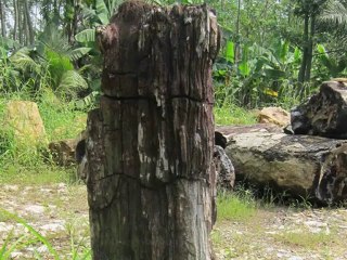 Petrified Tree