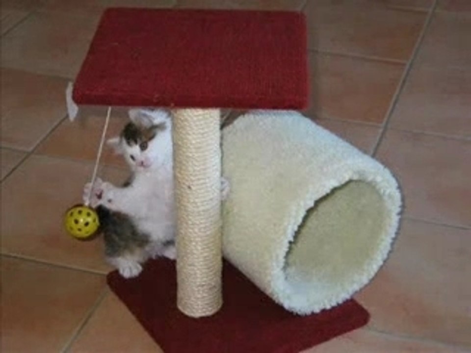 Plume le chat