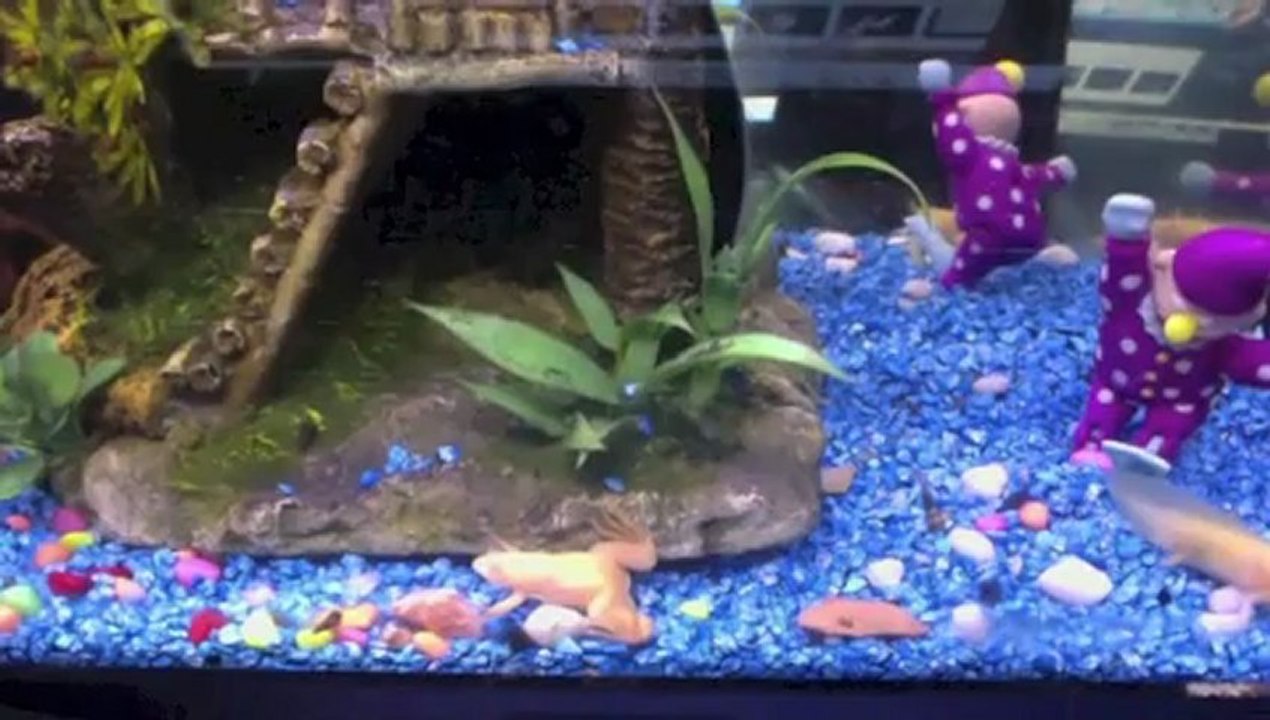 xenopus Laevis & Axolotl