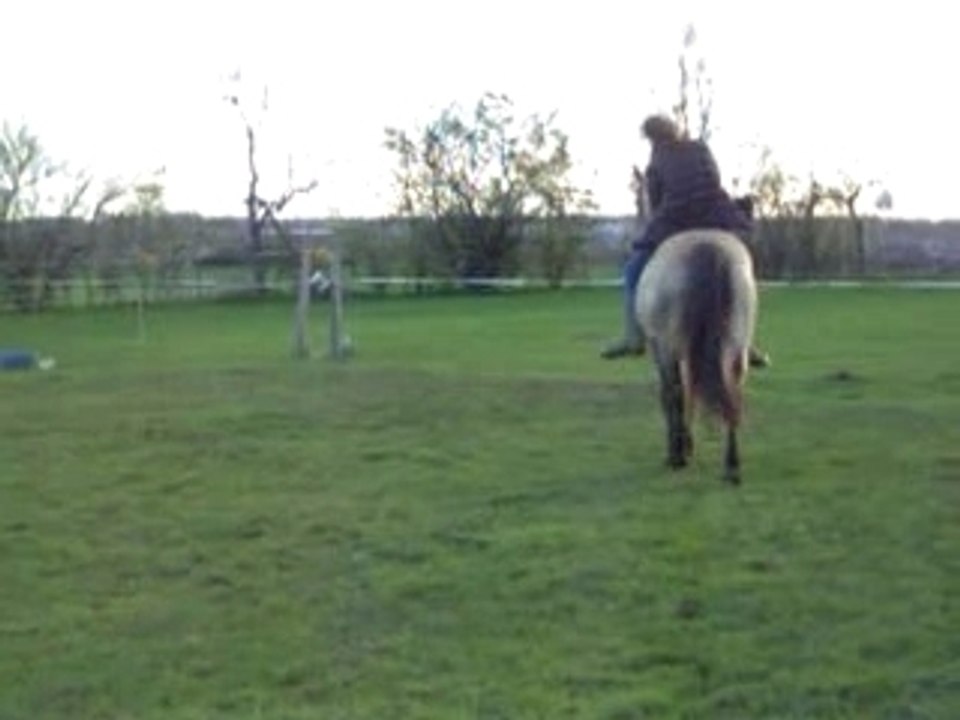 PLAYBOY DUBLIN ETALON CONNEMARA PONEY