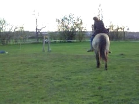 PLAYBOY DUBLIN ETALON CONNEMARA PONEY