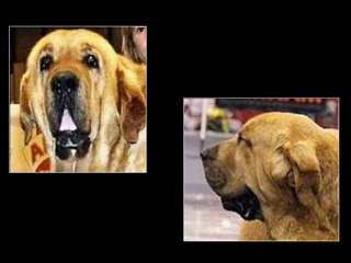 EL BASTARDEO EN EL MASTÍN ESPAÑOL (XXIX)