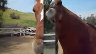 Just For Fun With The World's Smartest Horse