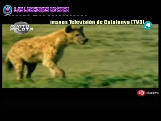 Hienas de TV3 Nueva version