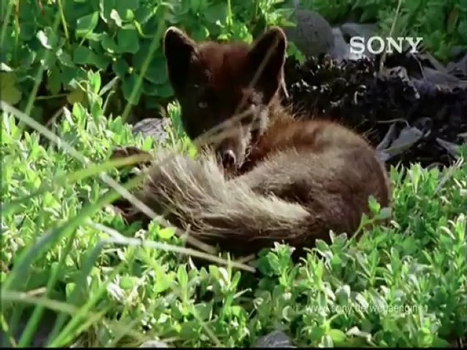 Leger des Heils - Geistesmahnung