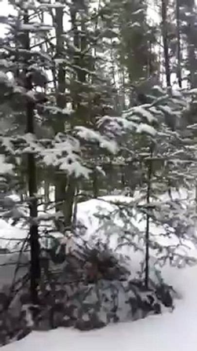 Une minute en moto neige dans la foret comme si vous y étiez