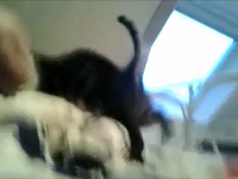 Aidé moi a savoir ce qui lui arrive (mon chat filou)