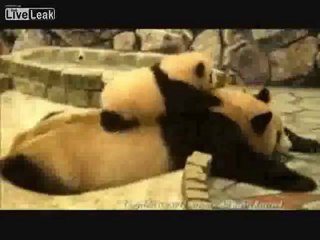 Stewie the Panda bothering his Mom