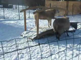 P'tite Mê, Miss Peggy et p'tit Biquet - Janvier 2013