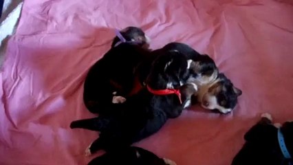 femelle rouge cherche à téter