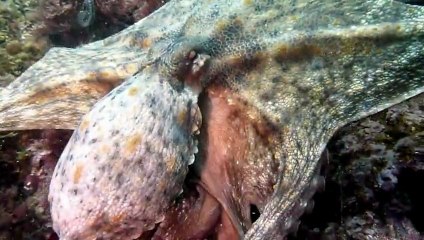 Les plongées lors du passage du niveau 2 à l'Estartit en mai 2011