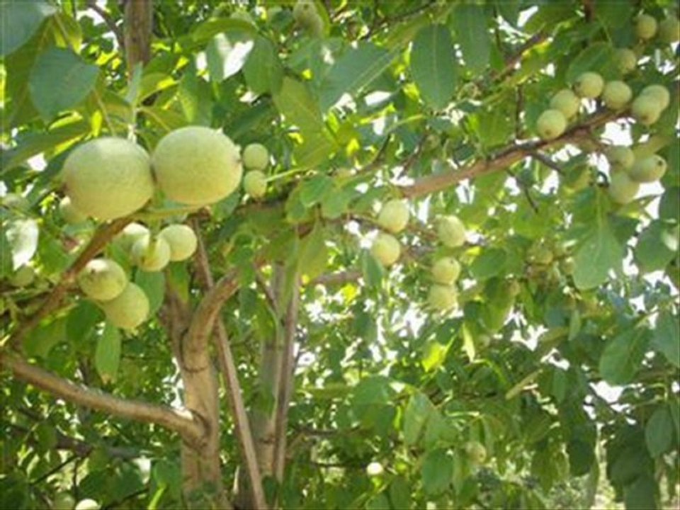 Aşılı Kaman Ceviz Fidani