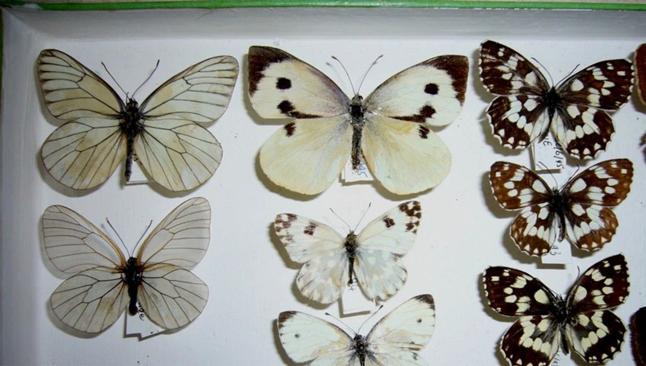 L'étalages des papillons