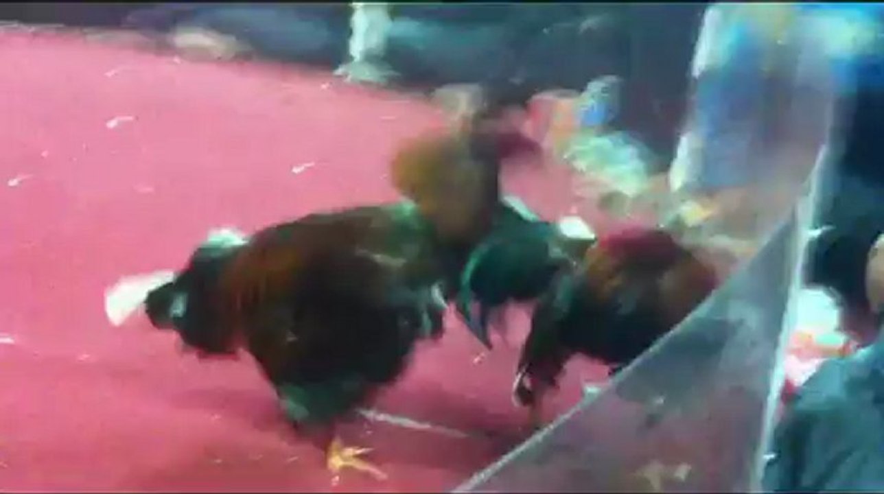 cenisso gagné a perpignan