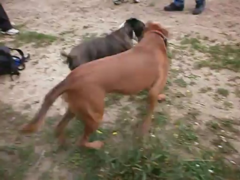 Eros et son copain Eliot boxer de 6 mois
