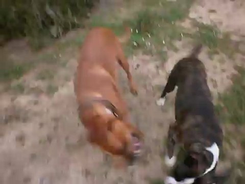 Eros et son copain Eliot boxer de 6 mois