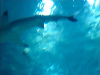Aquarium de Paris (Janv-2013)-Les requins