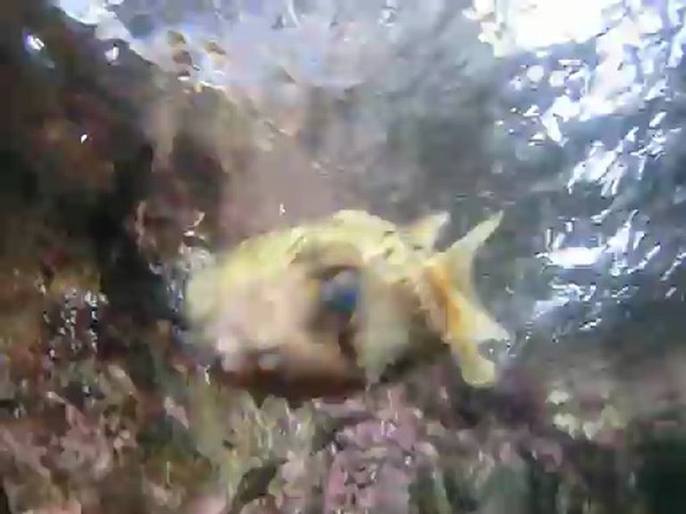 Le Poisson porc-Epic