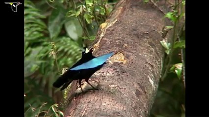 Birds-of-Paradise Project Introduction