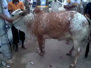 owais cow video clip 1
