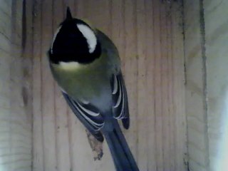 NICHOIR MESANGE 10/02/2013 12h20 :: toujours immobile