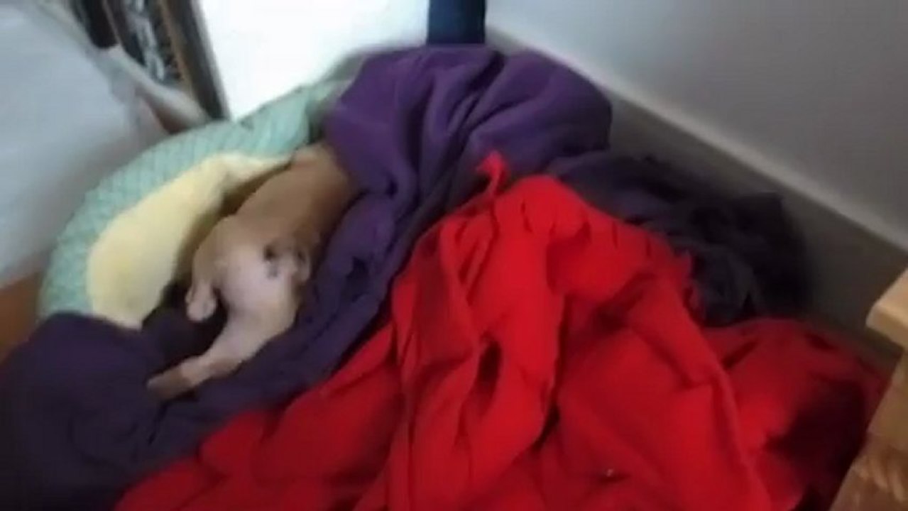 Arya, 11-week-old french bulldog