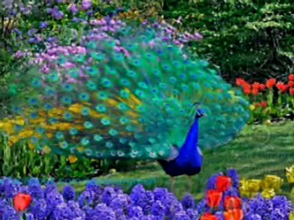 Nedim varol, Tufanbeyli, Adana . (Çığrışıl  Bülbüller 2013 )