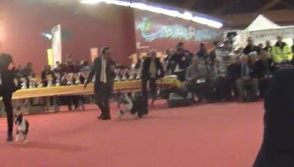 Exposition Canine Perpignan 2013