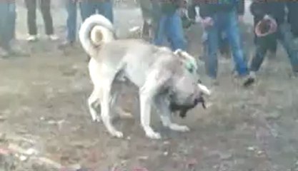 akkus vs Afyonlu torunu4