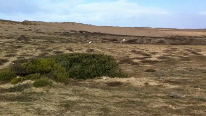 ESTHER et ASKAR DE LANDA GORI "Arrêt - patron "
