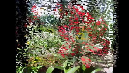 Floralies  Février-2013 Suzanne 10 02 2013