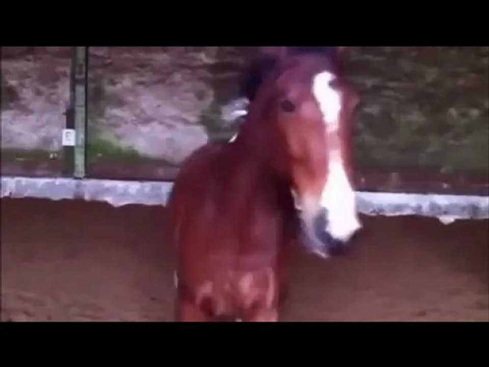 Travail du cabré avec Tirelire