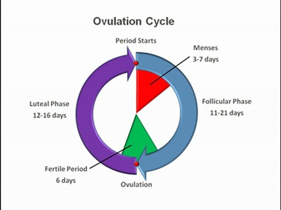 Ovulation Cycle