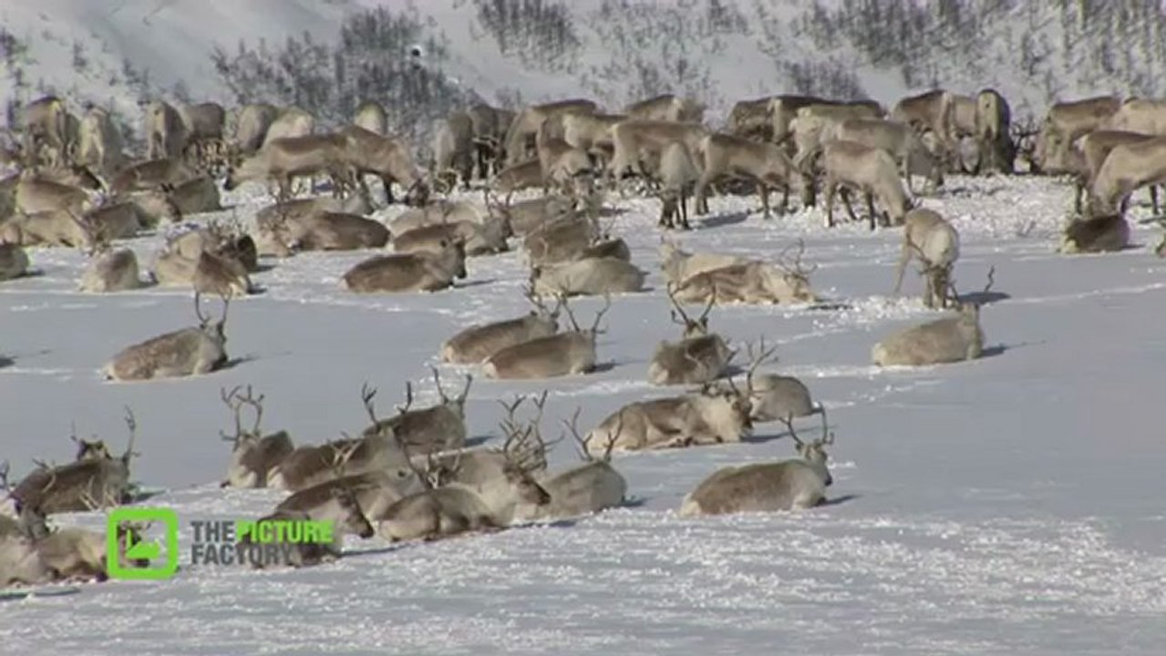Migration animale