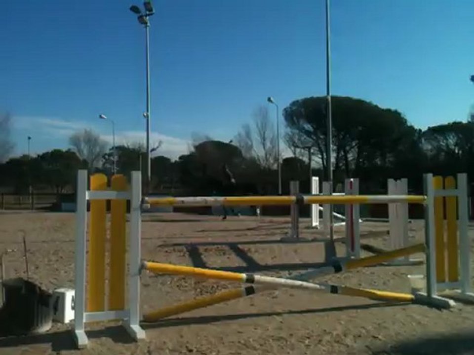 hongre 11ans - cso - 140/0145