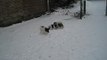 Les bibis dans la neige