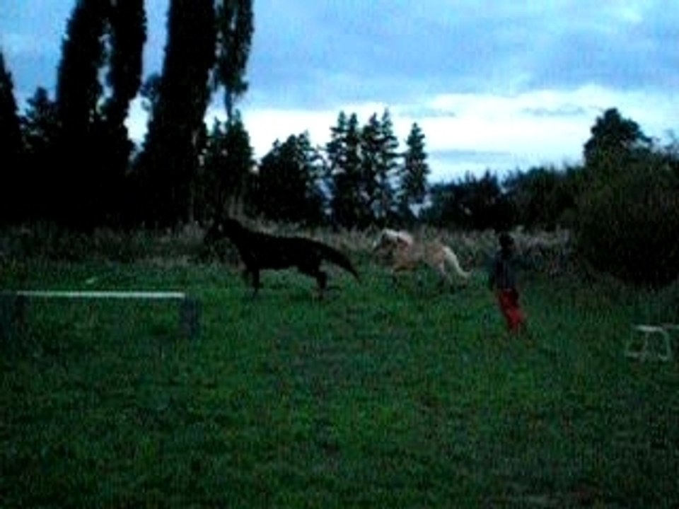 fox pui doun saut