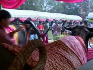 В Таиланде поженили двух буйволов