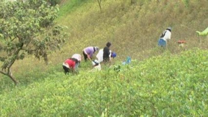 Download Video: Bolivia's coca a boon to local farmers