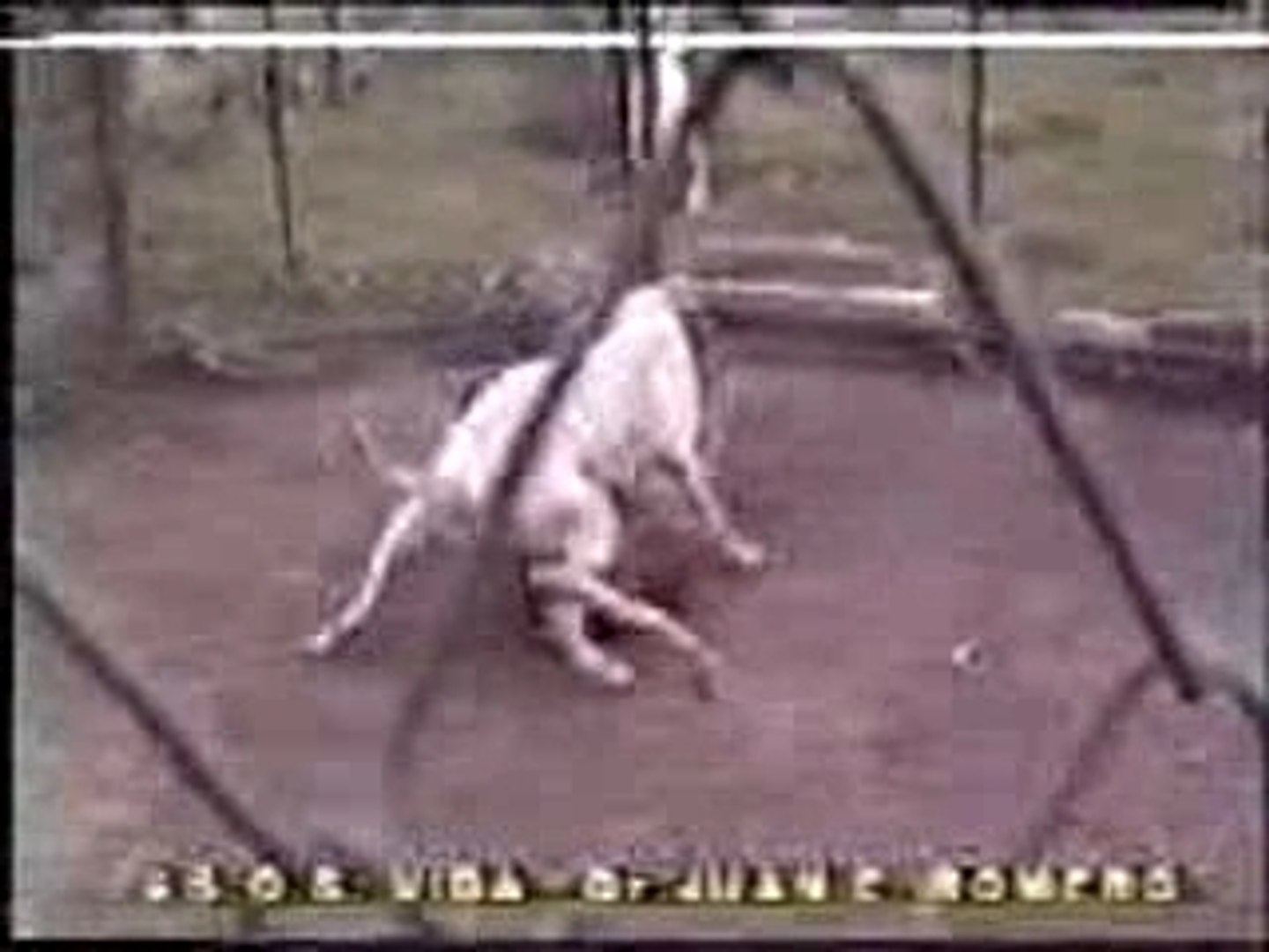 Puma vs Dogue Argentin - Vidéo Dailymotion