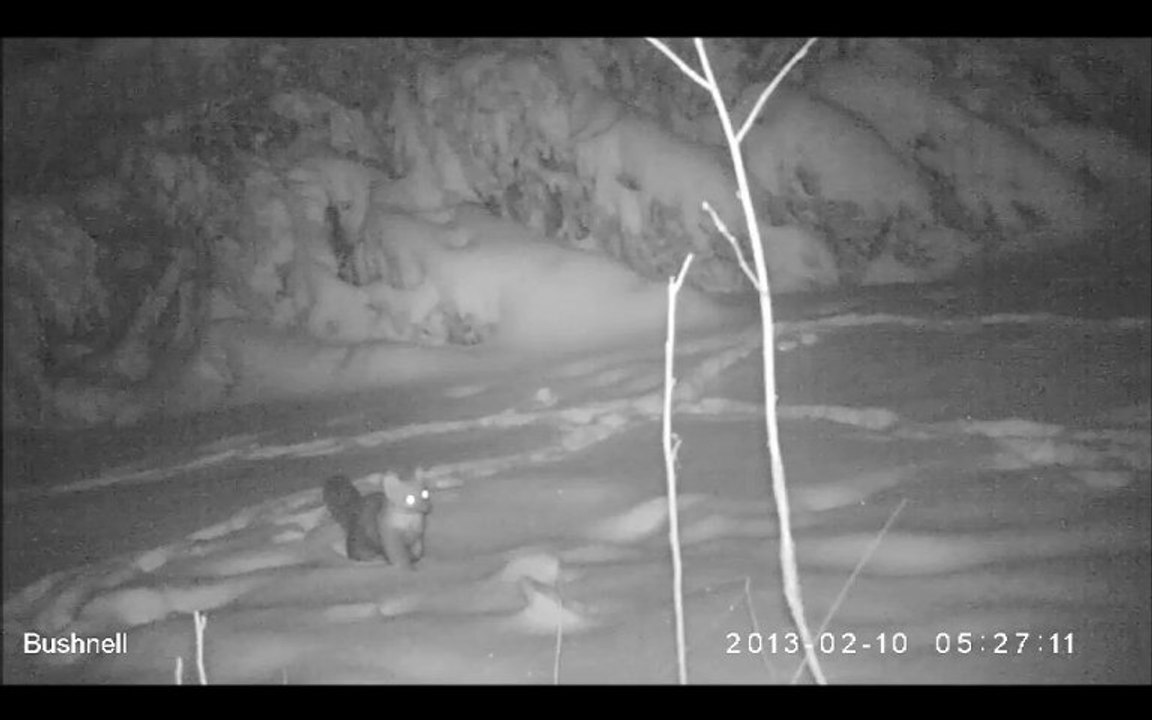 Une Fouine qui viens faire ces réserves en pain dans la neige