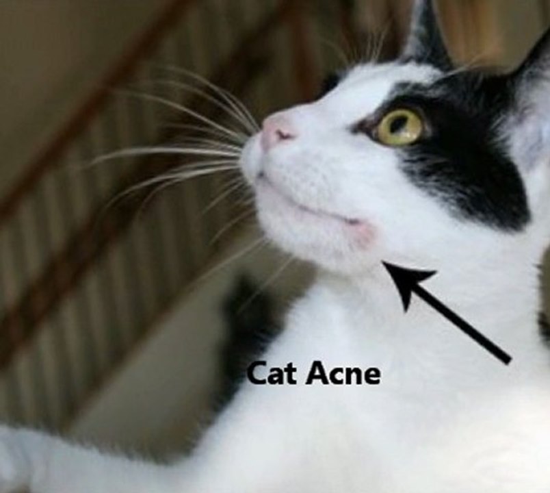 OMG How To Treat Cat Acne Dirty Secret Revealed Cat Acne Vanished In