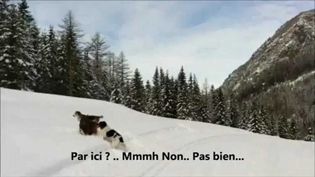 Snow Dog's  2 (2013)
