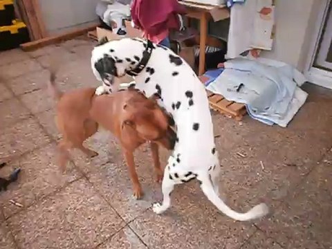 Gandhi et Eros sur la terrasse le 11/02/2013