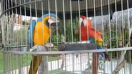 Talking Birds