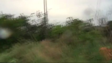 Lluvia de arañas en Brasil