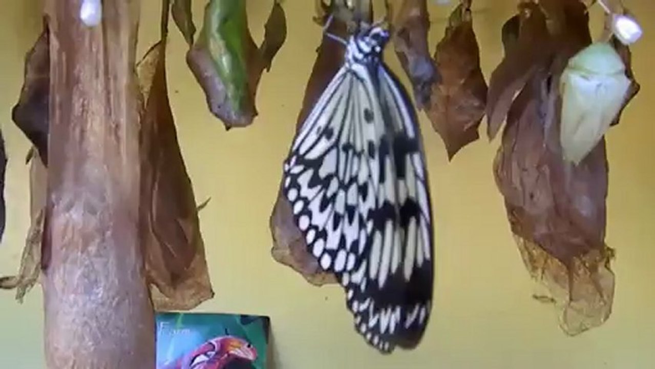 Butterflies being born